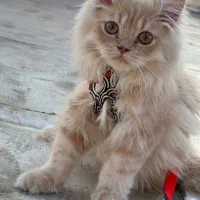 گربه خانگی