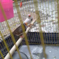 فنچ نرو ماده