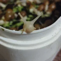 حلزون آلپینو|خزنده|سبزوار, قائم|دیوار