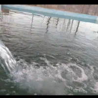 باغ ویلا فروشی و معاوضه|فروش زمین و ملک کلنگی|گلمکان, |دیوار