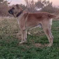 سگ ب شرط گله