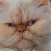 گربه پرشین ماده|گربه|پاکدشت, پاکدشت (مامازند)|دیوار