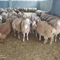 گوسفند زنده مغان و سنگ سر با سلامت|حیوانات مزرعه|تهران, پونک|دیوار