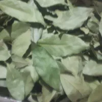 فروش برگ دانه برگ بو