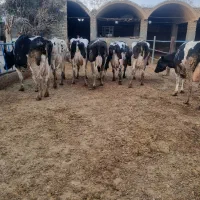 ۳۰رس گاو شری ۵۰درصد آبستن ۲ماه تا ۳ ماه|حیوانات مزرعه|قم, قم نو|دیوار