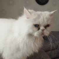 واگذاری گربه پرشین اصلی