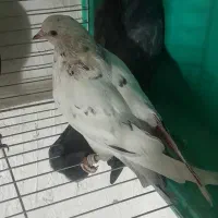 کبوتر|پرنده|محمدشهر, جعفرآباد|دیوار