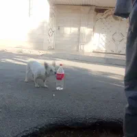 شیوا اشپیتز ماده|سگ|محمدیه-قزوین, |دیوار