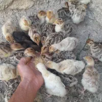 بوقلمون|حیوانات مزرعه|مشگین شهر, |دیوار