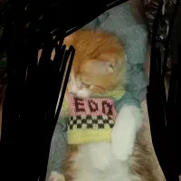 بچه کربه مریض گمشده|حیوانات|کرمان, |دیوار