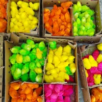 جوجه مرغ و خروس یک روزه|حیوانات مزرعه|اهواز, شریعتی جنوبی|دیوار