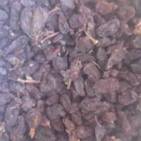 مویز وکشمش بیضا|عمده‌فروشی|بیضا, |دیوار