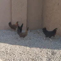 چوری مرغ بزرگ کرمانشاهی