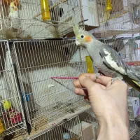 عروس هلندی آهویی|پرنده|تربت‌حیدریه, حسنی بالا|دیوار