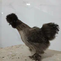 مرغ ابریشمی تخم گذار|حیوانات مزرعه|لنجان, |دیوار