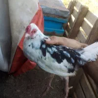 جوجه گلین لری اصل و جوجه دورگ لاریوگلین