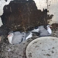 کبوتر جوجه طاقی کاکلی