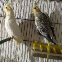 عروس|پرنده|ویلکیج, |دیوار