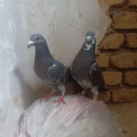 دو عدد کبوتر پلاکی نر