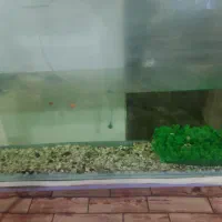 آکواریوم ماهی با وسایل کامل|ماهی|میاندوآب, |دیوار