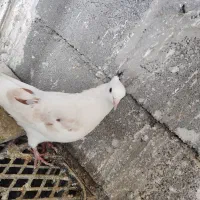 کفتر یه کت هُما سورور