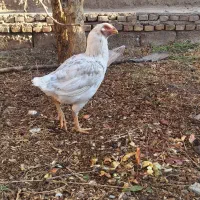 خروس لاری و مرغ لاری|حیوانات مزرعه|مهریز, |دیوار