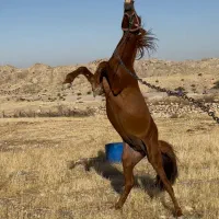 اسب کرد|اسب و تجهیزات اسب‌سواری|دوگنبدان, |دیوار