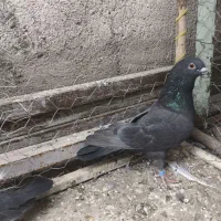 کبوتر زاغ موشی|پرنده|مسجد سلیمان, |دیوار