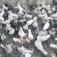 ۱۵۰ عدد پرشی|پرنده|اصفهان, عطار نیشابوری|دیوار