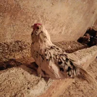 وارک مرغ|حیوانات مزرعه|جوانرود, |دیوار