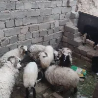 گوسفند|حیوانات مزرعه|خاش, |دیوار