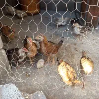 جوجه براکشتن