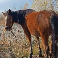 15عدد اسب مادیون|اسب و تجهیزات اسب‌سواری|سیلوانه, |دیوار