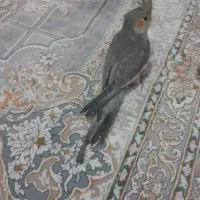 عروس هلندی