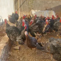 بوقلمون جوان