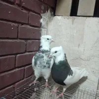 جفت کبوتر طوقی با جوجه