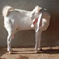 بز گلابی جوان شکم دوم آبستن|حیوانات مزرعه|بردسکن, |دیوار