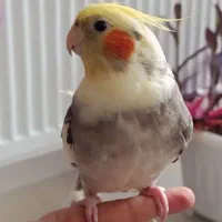 عروس هلندی زیبا و فول اهلی|پرنده|تبریز, |دیوار