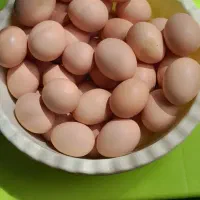 تخم مرغ طبیعی