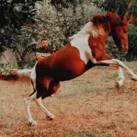 اسب نریان ابلق رام و خوش اخلاق