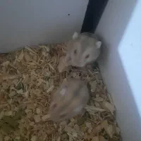 همستر کمپل، گلد، چشم قرمز|موش و خرگوش|تهران, جابری|دیوار