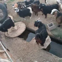 بزغاله نر و ماده