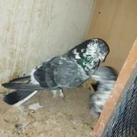 کفتر پرشی پرش سنگین به تظمین|پرنده|آبدانان, |دیوار