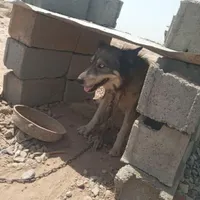 واگزا ری حاسکی