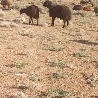 فروش میش همو قوچ همو