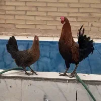 مرغ و خروس گلین