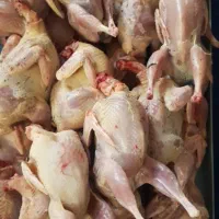 فروش جوجه خروس محلی بارو ارگانیک