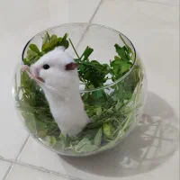 همستر سوری خرگوش|موش و خرگوش|اصفهان, کوی گلزار|دیوار