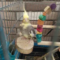 عروس هلندی جفت