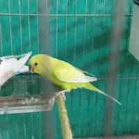 جفت مرغ عشق تخم جوجه ای|پرنده|جیرفت, |دیوار